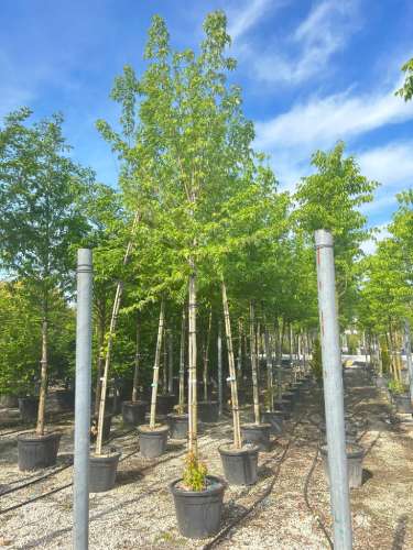 Buy Silver Maple Tree (Acer saccharinum), FREE SHIPPING, Wilson Bros  Gardens