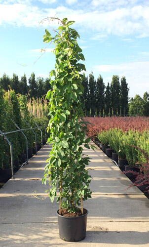 Akebia Quinata Cream Form Chocolate Vine Cream Form Climber