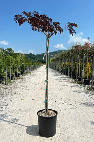 Albizia julibrissin summer chocolate online