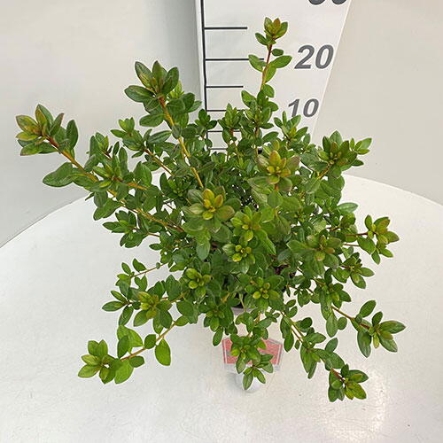 Azalea Japonica. Buy Japanese Azaleas. Acid Loving Shrubs UK