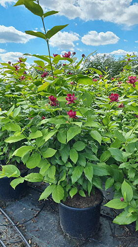 Calycanthus Floridus Aphrodite. Sweetshrub Buy UK Delivery