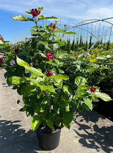 Calycanthus Sweetshrub Hartlage Wine Raulstonii Hartlage Wine