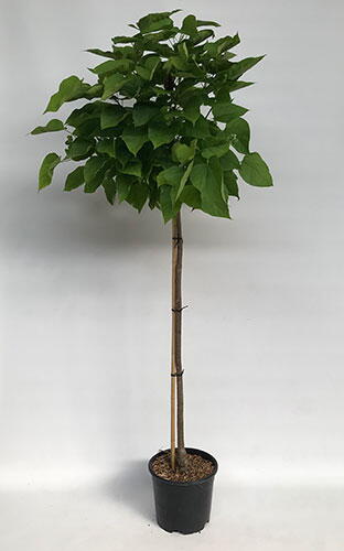 Catalpa Bignonioides Nana for Sale. Indian Bean Tree Nana