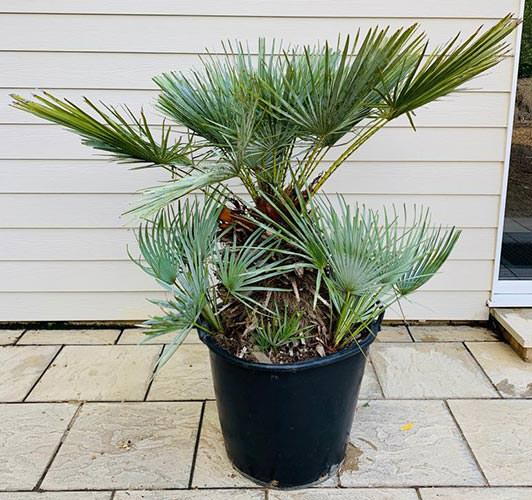 Chamaerops Humilis Cerifera MONATS CH30336 ANGEBOT d 