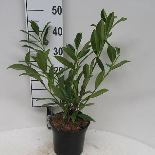 Cherry Laurel Caucasica Prunus Laurocerasus Caucasica Laurel