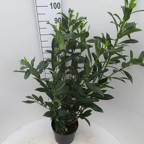 Cherry Laurel Caucasica Prunus Laurocerasus Caucasica Laurel