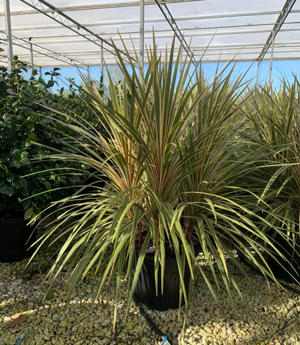 Cordyline Australis Variegata or Variegated Cabbage Palm UK
