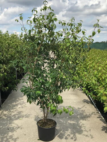 Cornus Kousa Milky Way. Chinese Dogwood trees buy online UK