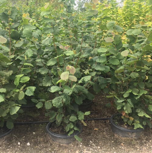 Hallesche Riesen Corylus Hallesche Riesen Hazelnut Hallesche Reisen Tree