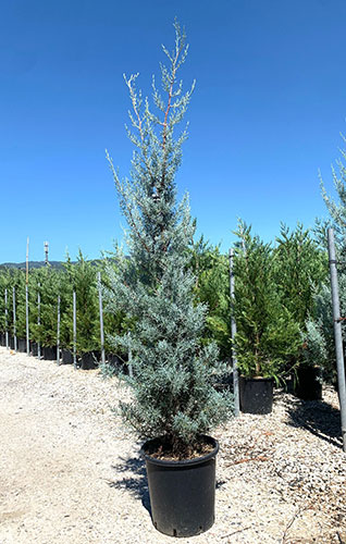 Cupressus Arizonica Fastigiata Blue Arizona Cypress Conifer