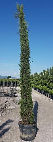 Italian Cypress for Sale