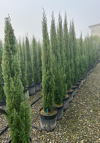 Italian Cypress for Sale