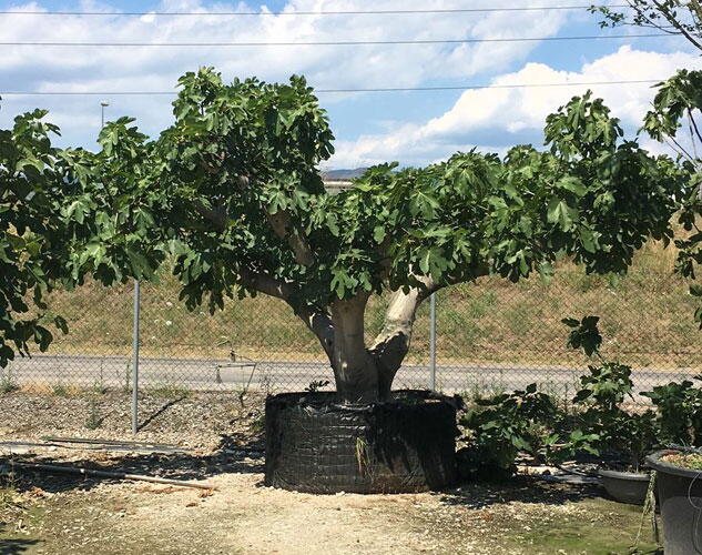 Buy Ficus Carica Fig Trees For Sale Online UK Wide Delivery