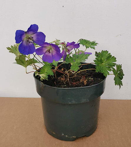 Geranium Rozanne - Summer Flowering Perennial - for Sale UK