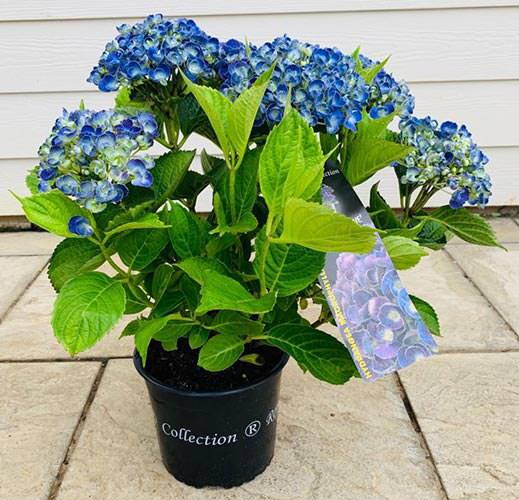 Hydrangea Macrophylla Hopcorn Blue Mophead Shrubs Buy Online