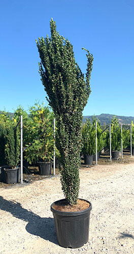 Ilex Crenata Fastigiata Japanese Holly Fastigiata Buy Online Ilex Crenata Fastigiata Japanese Holly Fastigiata Buy Online