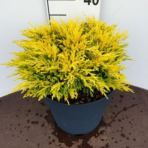 Juniperus Horizontalis Limeglow Creeping Juniper Dwarf Shrub