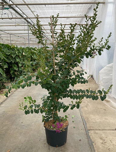 Acheter Lilas Des Indes 'Violet D'Été' ® | Fleurs Violettes