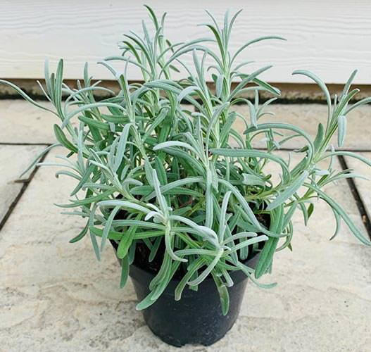 Lavandula intermedia Grosso. Lavander Grosso for Sale UK