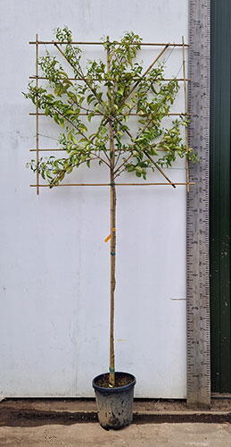 Ligustrum Japonicum Pleached Trees 3.2m