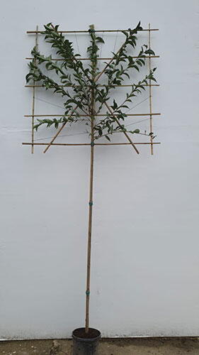 Ligustrum Japonicum Pleached Trees 3.5m