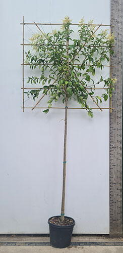 Ligustrum Japonicum Pleached Trees 3.3m