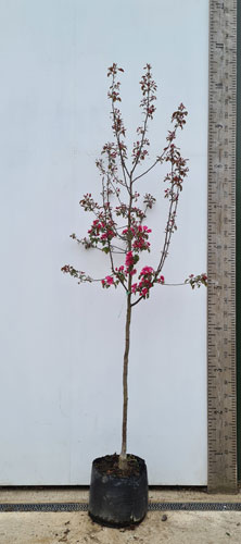 Outstanding Display of Flowers 3fatpigs® Crab Apple/Malus Red Sentinel Tree 4-5ft Tall