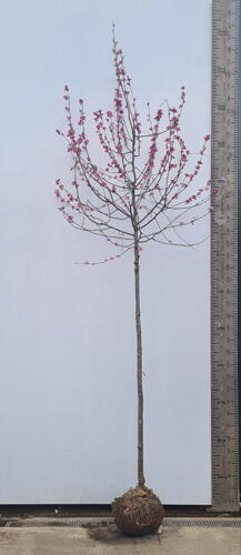 Malus Rudolph Crab Apple Rudolph Apple Trees of Sale UK
