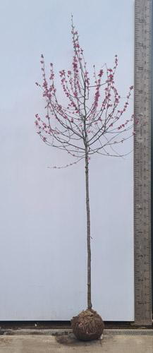 Malus Rudolph Crab Apple Rudolph Apple Trees of Sale UK