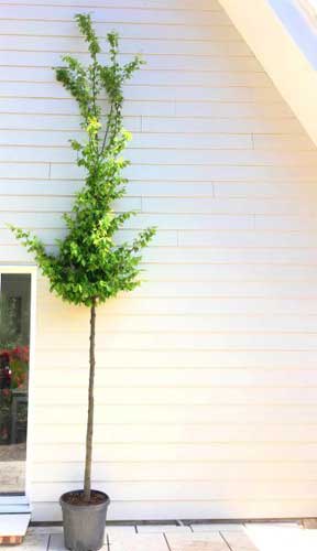 Ostrya Carpinifolia or European Hop Hornbeam Tree for Sale UK