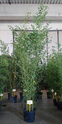 Phyllostachys Bissetii Bamboo. Fast Growing Screening Buy UK
