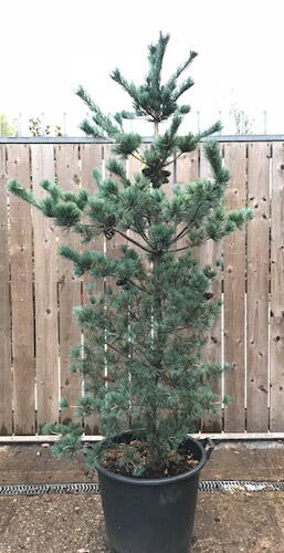 Pinus Parviflora Tempelhof. Tempelhof Japanese White Pine UK
