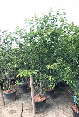 Prunus yedoensis or Yoshino Cherry Tree for Sale Online UK