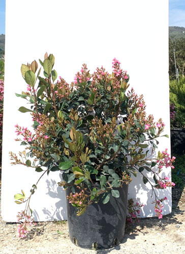 Rhaphiolepis Indica Springtime Pink Lady Topiary Half Standard