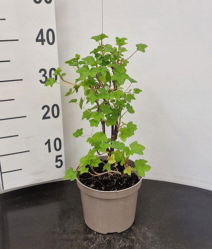 Ribes Jonkheer Van Tets Redcurrant Soft Fruit Bush