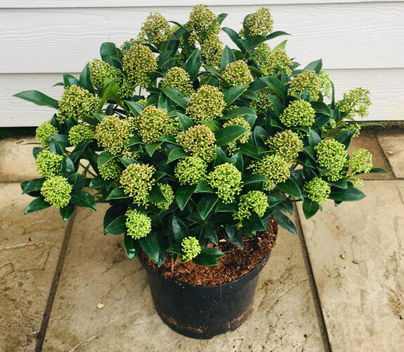 Skimmia Japonica Godries Dwarf Green Evergreen Shrub Buy Uk
