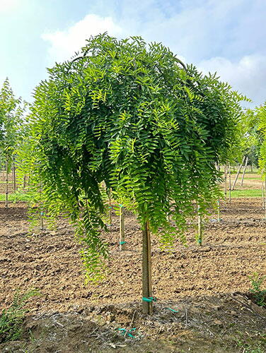 Sophora Japonica Pendula Weeping Japanese Pagoda Trees UK