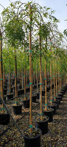 Sophora Japonica Pendula Weeping Japanese Pagoda Trees UK
