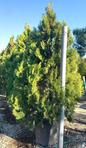 Tight Squeeze™ Western Red Cedar, Thuja plicata 'Green Sport