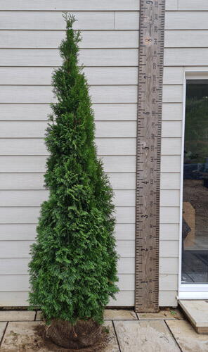 Thuja Smaragd White Cedar Hedging Root Ball