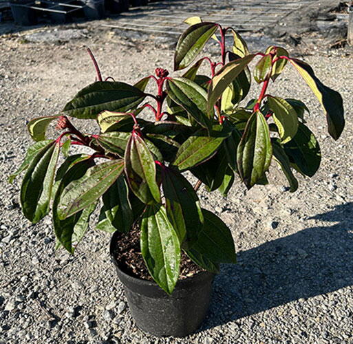 Viburnum Davidii. Viburnum David Evergreen Buy Online UK