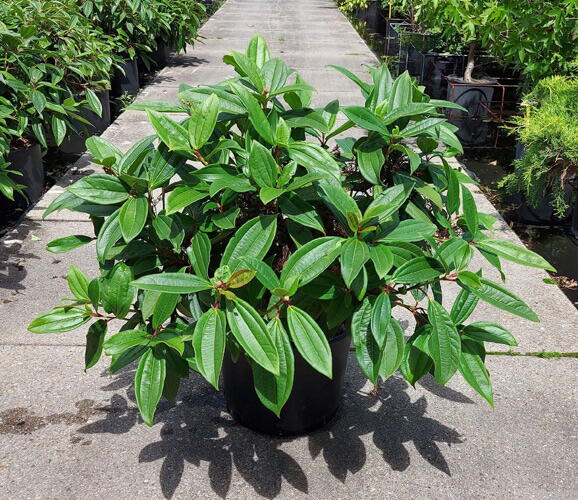 Viburnum Davidii. Viburnum David Evergreen Buy Online UK