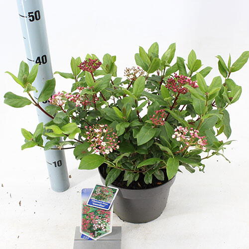 Viburnum Tinus Gwenllian. Buy Viburnums Online UK