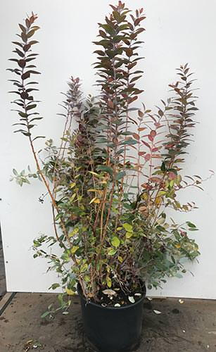 Zenobia Pulverulenta Blue Sky or Honeycup Blue Sky Shrub