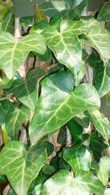 Hedera Helix, range of ivy plants available at our London Garden Centre and online