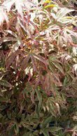 Acer Pink Passion for sale at our UK plant centre.