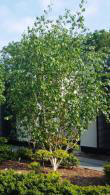 Betula Jacquemontii Multi stemmed Tree, Tree Specialists, North London UK