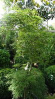 Acer Dissectum feathered a slow growing japanese maple.