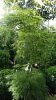 Acer Dissectum feathered a slow growing japanese maple.