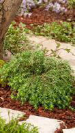 Tsuga Canadensis Jeddeloh is also known as Eastern Hemlock Jeddeloh or Dwarf Hemlock, for sale online with UK delivery